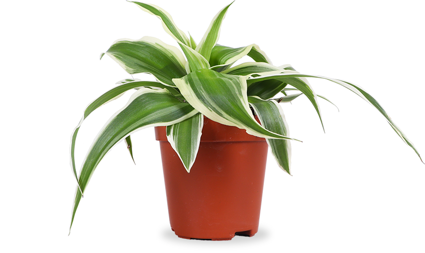 Chlorophytum (Grünlilie) (XS)