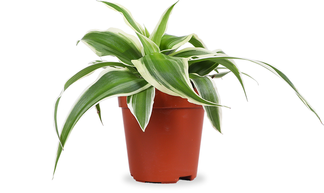 Chlorophytum (Grünlilie) (XS)