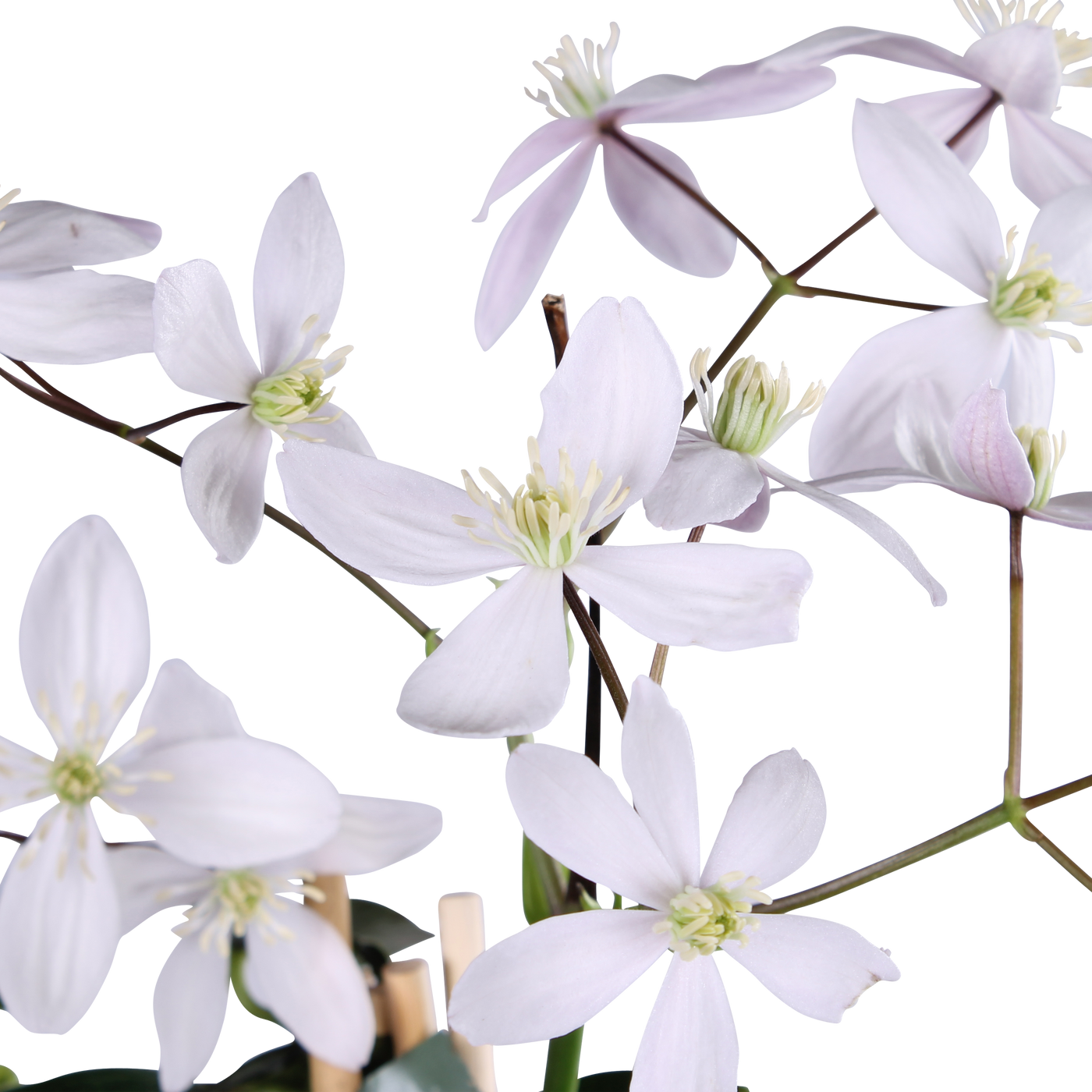 Clematis armandii "apple blossom" (Immergrüne Waldrebe) (M) inspiratie 2