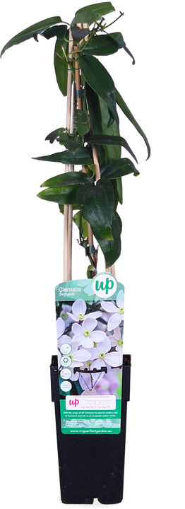 Clematis armandii (Immergrüne Waldrebe) (M)