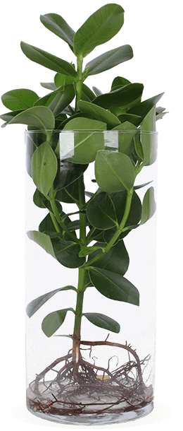Clusia in Wasser (Balsamapfel) (M)