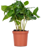 Coffea arabica (Kaffeepflanze) (XS)