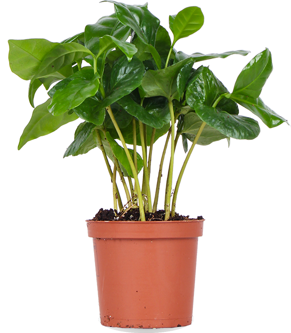 Coffea arabica (Kaffeepflanze) (XS)
