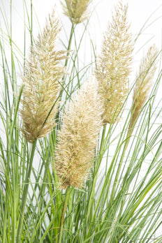 Cortaderia selloana evita (Pampasgras) (S)