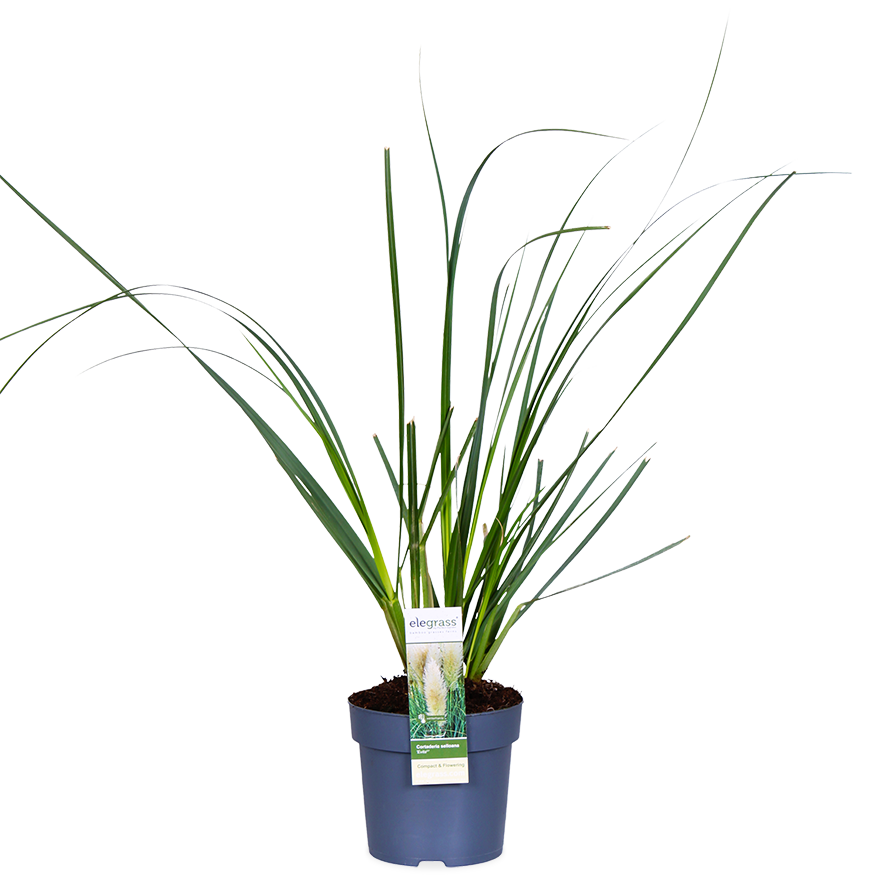 Cortaderia selloana evita (Pampasgras) (S)