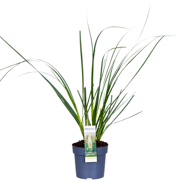 Cortaderia selloana evita (Pampasgras) (M) kaufen? | Evita