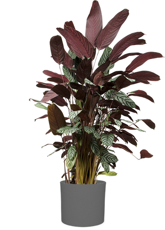 Ctenanthe oppenheimiana (XL)