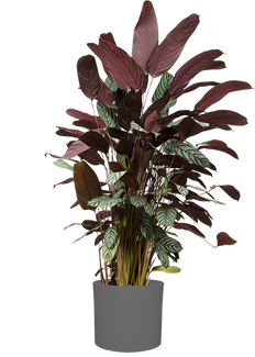 Ctenanthe oppenheimiana (XL)