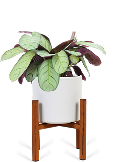 Ctenanthe amagris (S)