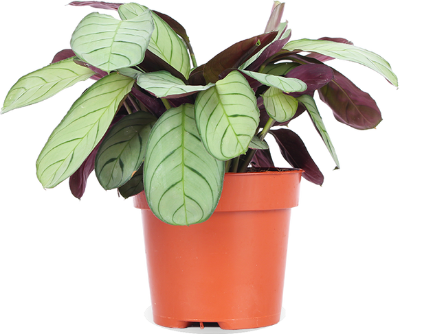 Ctenanthe amagris (S)