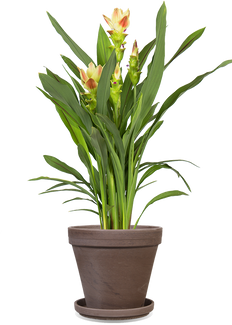 Kurkuma siam solar (Siamesische Tulpe) (M)