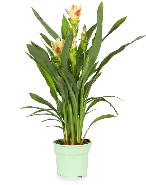 Kurkuma siam solar (Siamesische Tulpe) (M)