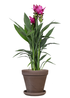 Kurkuma siam splash (Siamesische Tulpe) (M)