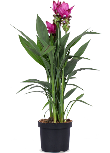 Kurkuma Siam Splash (Siamesische Tulpe) kaufen? | Sepp