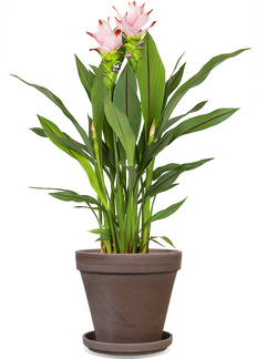 Kurkuma siam sweet (Siamesische Tulpe) (M)