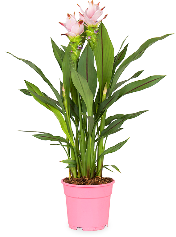 Kurkuma Siam Sweet (Siamesische Tulpe) kaufen? | Suus