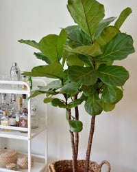 inspiratie-4