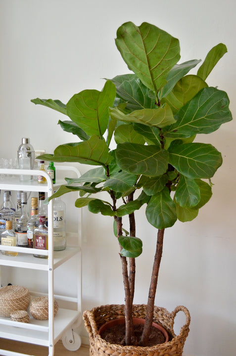 inspiratie