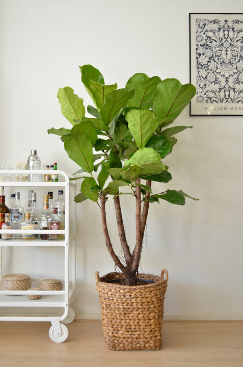 inspiratie