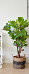 Ficus lyrata verzweigt (Geigenfeige) kaufen Plantsome