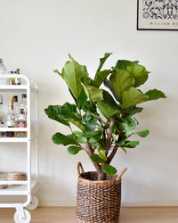 inspiratie-1