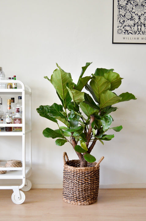 inspiratie