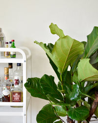 inspiratie-4