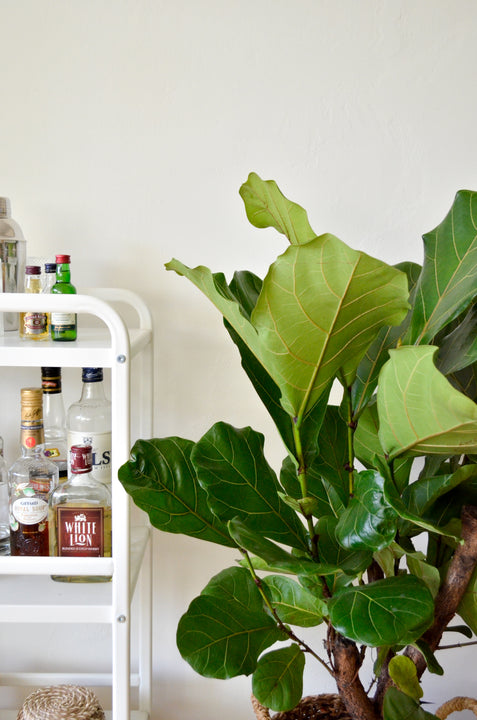 inspiratie