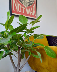 inspiratie-4