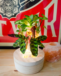 inspiratie-2