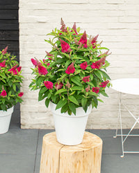 inspiratie-2