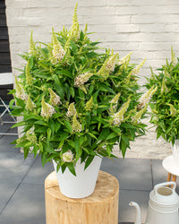 inspiratie-2