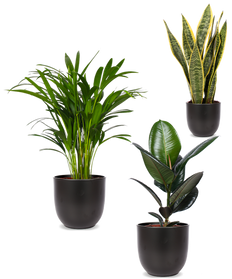 Pflegeleichtes Trio