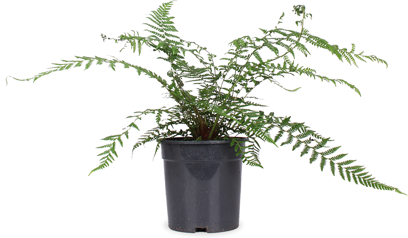 Dicksonia antarctica (Tasmanischer Baumfarn)