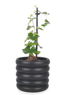 Dioscorea elephantipes (Schildkrötenpflanze)