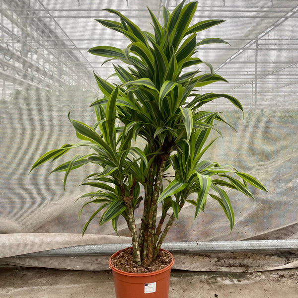 Dracaena lemon lime (Drachenbaum) kaufen