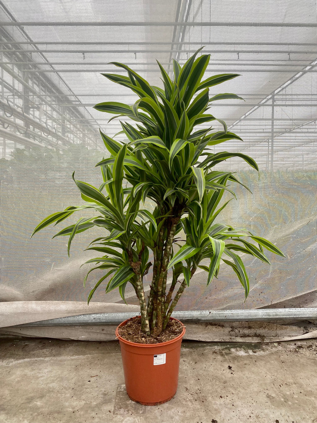 drachenbaum lemon lime braune blätter Dracaena lemon lime (Drachenbaum) kaufen
