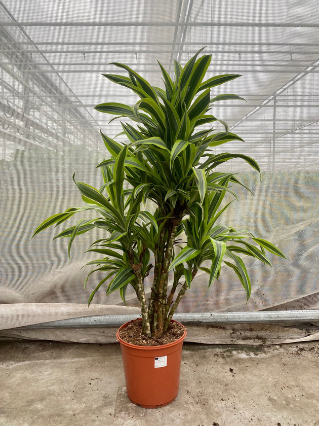 drachenbaum ohne stamm Dracaena lemon lime (Drachenbaum) kaufen