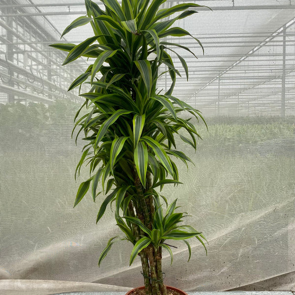 Dracaena lemon lime (Drachenbaum) kaufen