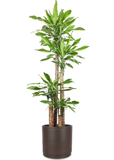 Dracaena golden coast (Drachenbaum) (XL)