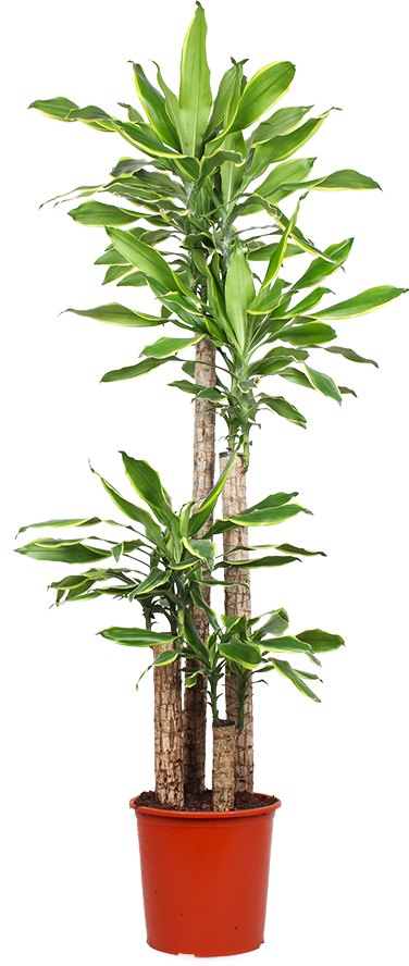 Dracaena golden coast (Drachenbaum) (XL) kaufen? | Lenny