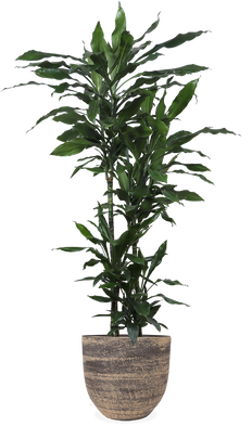 drachenbaum badezimmer Dracaena janet lind (Drachenbaum) kaufen
