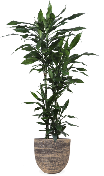 Dracaena janet lind (Drachenbaum) (XL)