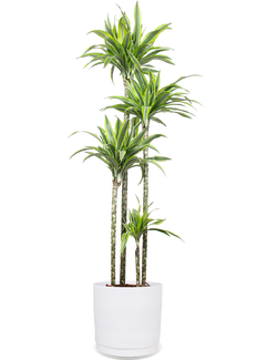 Dracaena lemon lime (Drachenbaum) (XL)