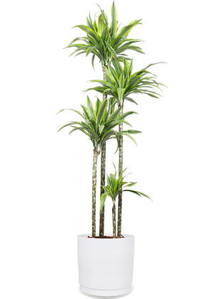 drachenbaum lemon lime pflege Dracaena lemon lime (Drachenbaum) (XL) kaufen? | Kenzo