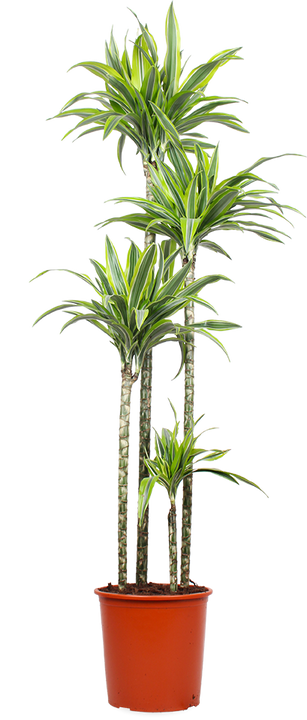Dracaena lemon lime (Drachenbaum) (XL)