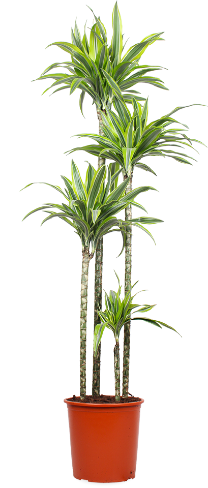 drachenbaum lemon lime giftig Dracaena lemon lime (Drachenbaum) (XL) kaufen? | Kenzo