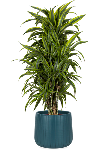 Dracaena lemon lime (Drachenbaum) kaufen