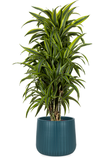 Dracaena lemon lime verzweigter Stamm (Drachenbaum) (L)