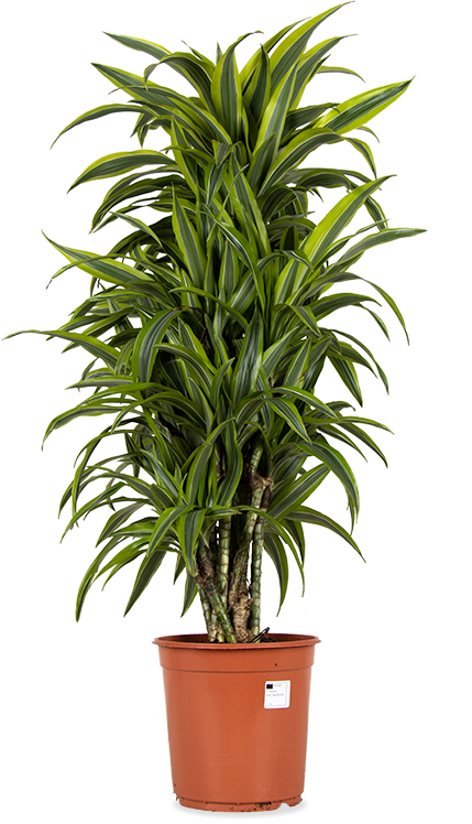 Dracaena lemon lime (Drachenbaum) kaufen